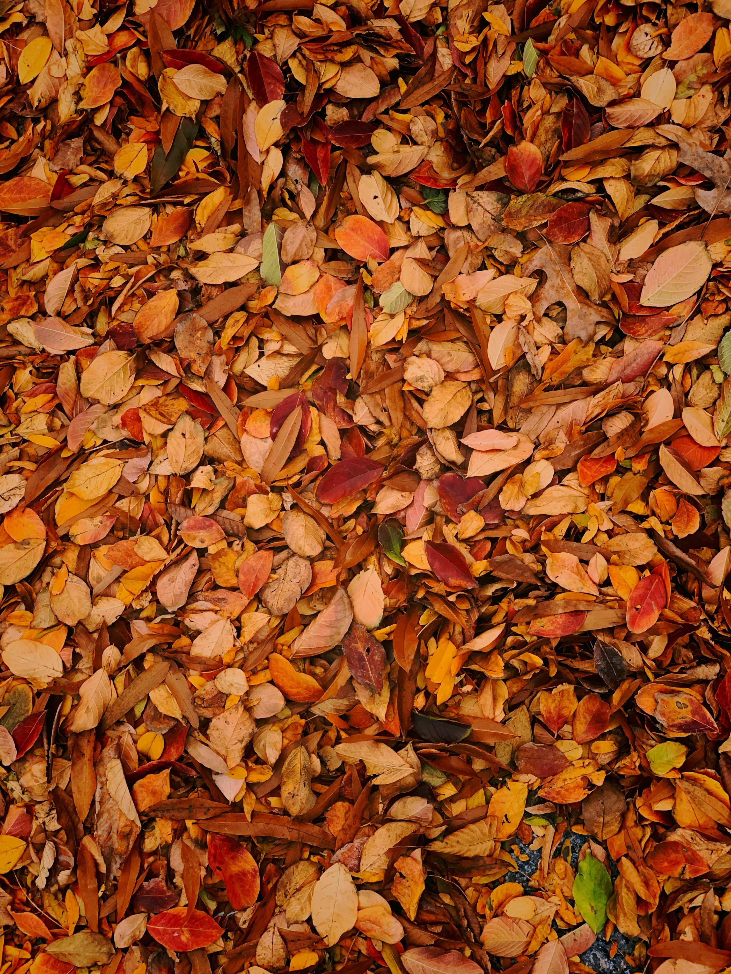 Jardin avec feuilles mortes ramassées